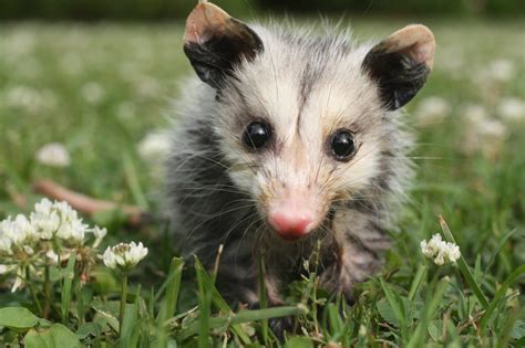 I found a baby opossum - DFW Wildlife Organization