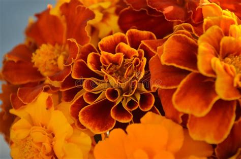 Closeup of Red Orange Yellow Marigolds Stock Image - Image of unique ...