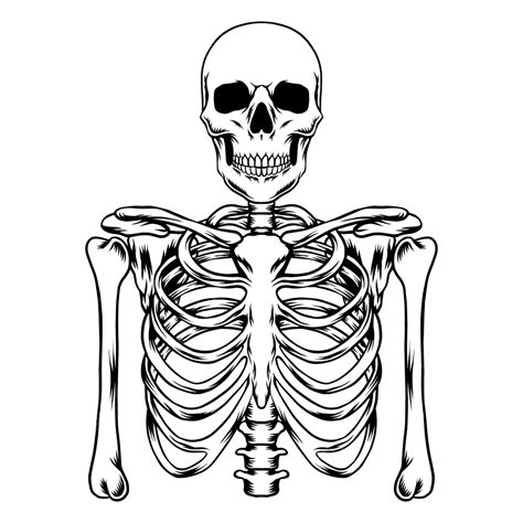 Human Skeleton Hand Drawn, Skeleton Drawing, Skeleton Sketch, Human PNG ...