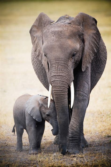 Poster Elephant and baby | Wall Art, Gifts & Merchandise | Europosters