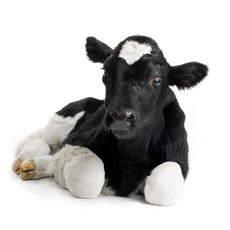 Royalty Free Calf Pictures, Images and Stock Photos - iStock