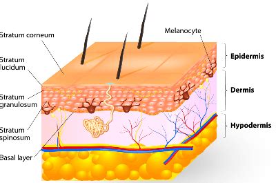 Skin Layers