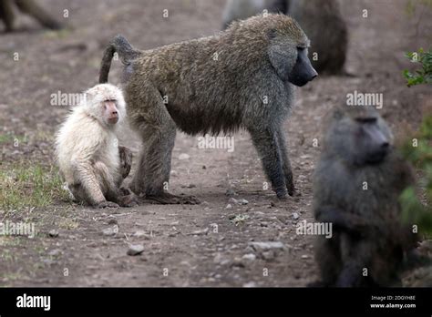 Albino baboon in Arusha National Park in Tanzania Stock Photo - Alamy