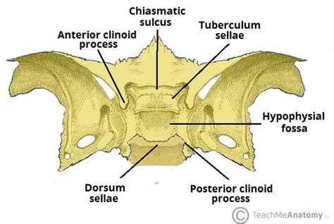 Visual Anatomy 視覚解剖学