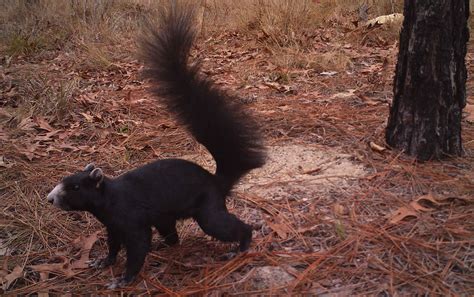 Species Spotlight: Fox Squirrel — The Wildlife Society - Florida Chapter