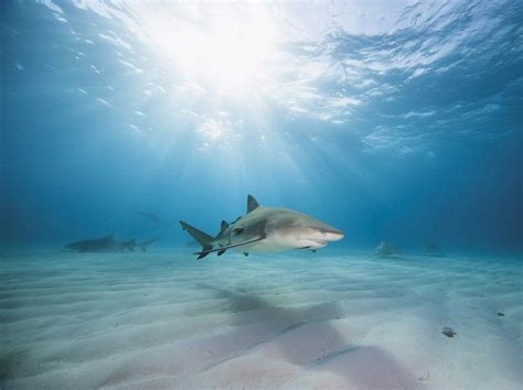 Shark Finning: Uniting to stop this fishery | Different Dive