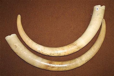 Ivory Elephant Tusks: 116cm Length - Natural History - Industry Science ...