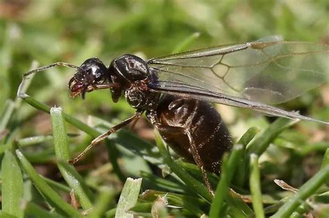 Flying ants set to swarm: The easy hack to keep the pests from entering ...