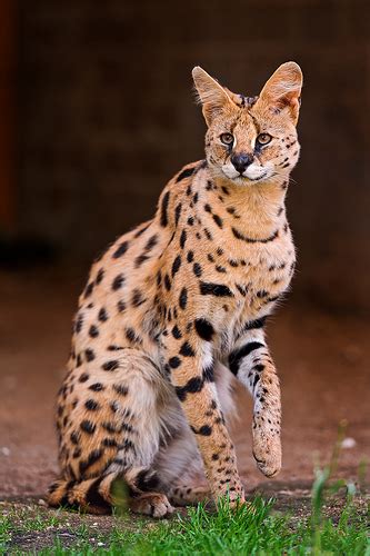 African Serval Cat Spotted in Tiny Township | muskoka411.com