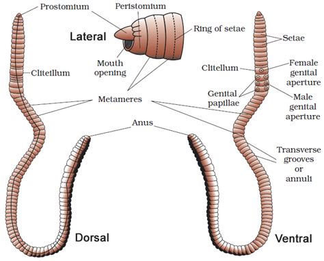 Segmented Worm Diagram