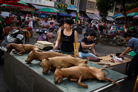 Dog Meat Festival Draws Ire of Animal Rights Activists