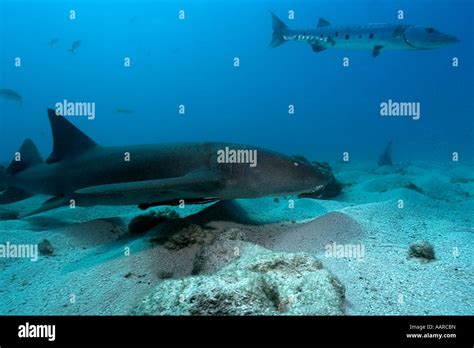 Nurse shark Ginglymostoma cirratum and great barracuda Sphyraena ...