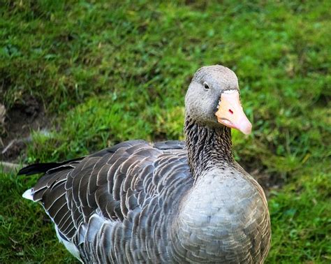 Wild Goose Greylag Bird - Free photo on Pixabay - Pixabay