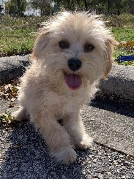 Maltese and Shih Tzu mixed Dog for Adoption in Sarasota, Florida ...