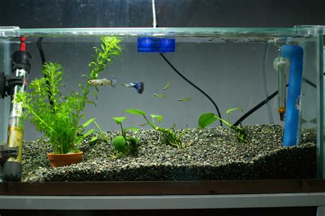 Guppy Aquarium Setup: the Things You Need for Keeping a Guppy