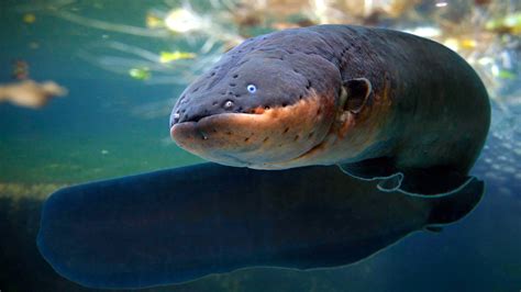 Shocking Electric Eel Facts - VELARIX