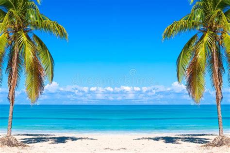 Vacation Holidays Background Wallpaper. Palm Trees and Tropical Beach ...