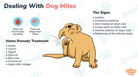 Signs Of Mites In Dogs | peacecommission.kdsg.gov.ng