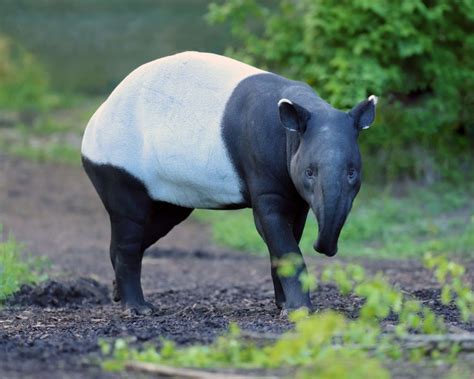 Malayan Tapir - Facts, Diet, Habitat & Pictures on Animalia.bio