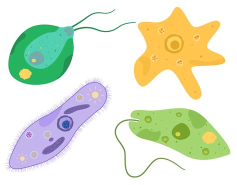 6.1: Protist Characteristics - K12 LibreTexts