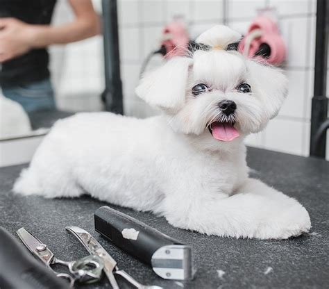 How To Groom A Maltese | Grooming Online