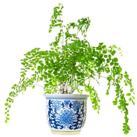 Maidenhair Fern Care and Propagation | Sprouts and Stems