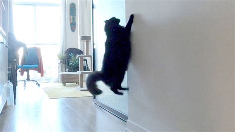 Impatient Cat! - YouTube