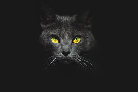 black cat wallpaper #eyes #cat #look #face black background #Kote #4K # ...