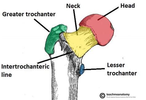 The Femur - Proximal - Distal - Shaft - TeachMeAnatomy