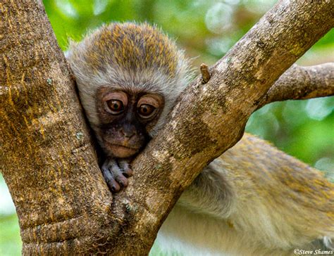 Vervet Monkey Baby | Tarangire National Park, Tanzania 2019 | Steve ...