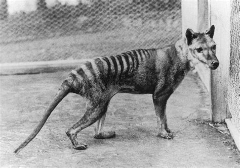 Extinction of thylacine | Australia’s Defining Moments Digital ...