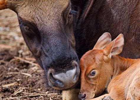 Gaur Calves Are A-Gaur-Able! | Baby Animal Zoo