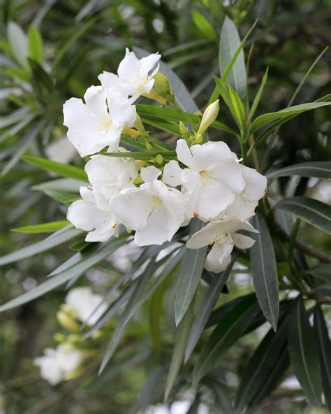 Oleander ‘White’ | PlantVine