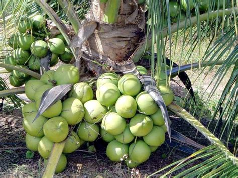 Vietnam Coconut Tree Plant all Bangladesh Delivery.