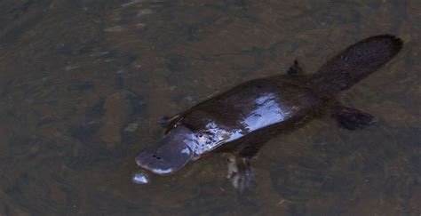 The World’s Weirdest Mammal – The Platypus » TwistedSifter