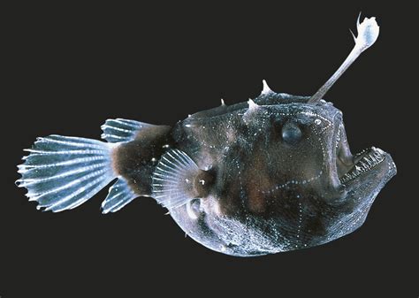 Angler Fish Facts | Deep Sea Anglerfish | DK Find Out