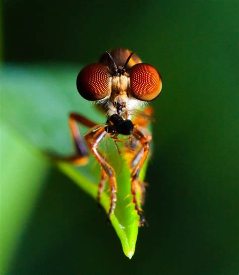 In Photos: Amazing Fly Eyes | Live Science