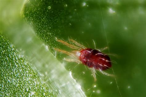 8 Ways to Control Spider Mites - Online Pest Control