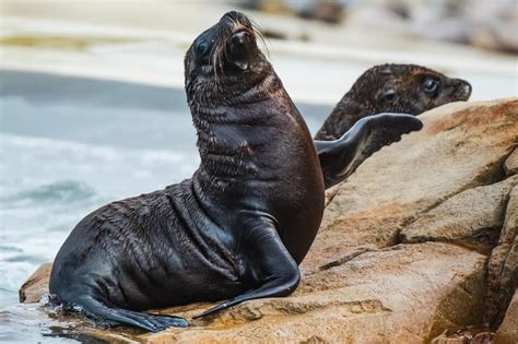 California Sea Lion Pups (Stanley and Coral!) (Yorkshire Wildlife Park ...