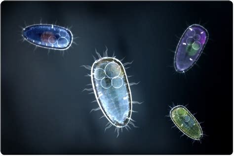 Unicellular Bacteria