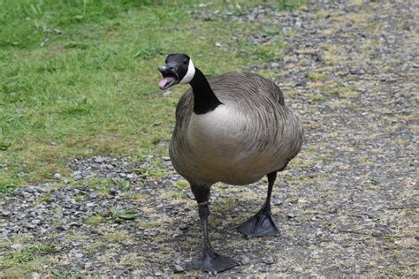 The Canada Goose Is Winning The War With Humans | IFLScience