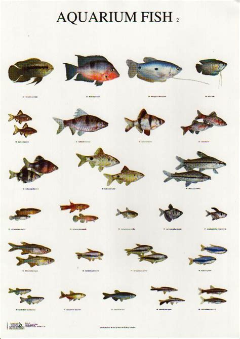 Freshwater Aquarium Fish Identification Chart - Beun Aquarium Fish