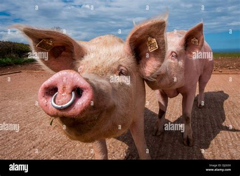 Pig with nose ring Stock Photo: 62743630 - Alamy