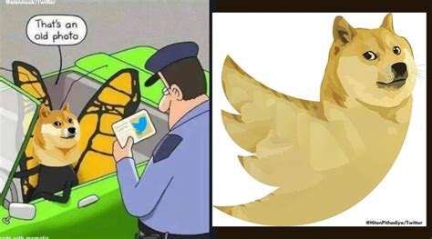 Memes galore after Twitter changes its blue bird logo to Doge meme ...