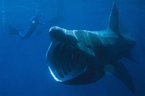 Basking shark (Cetorhinus maximus) | Natural History Museum