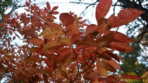 PHOTOS: Fall leaves in the North Carolina mountains - ABC11 Raleigh-Durham