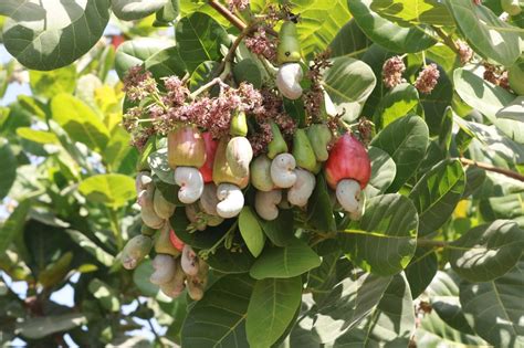 Good Cashew Cultivation: A Detailed Guide For Commercial Production ...