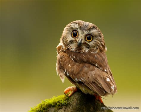 Owl - windows 10 Wallpapers