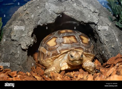 Turtle in its House Stock Photo - Alamy