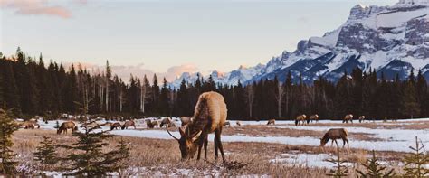 Banff Evening Wildlife Tour | Discover Banff Tours